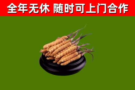 丰台回收冬虫夏草